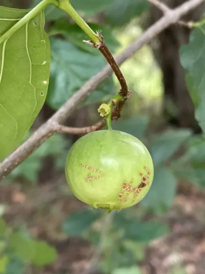Vangueria cyanescens