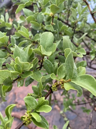 Vangueria parvifolia
