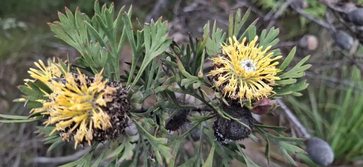 Isopogon anemonifolius