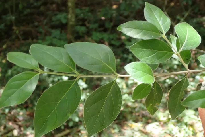 Canthium mundianum