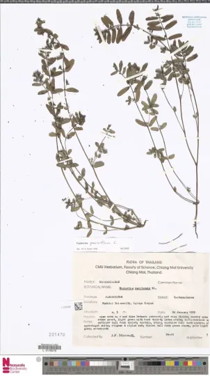 Small-flowered spurge