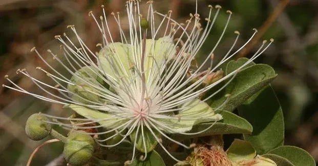 Maerua cafra