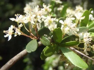 Gymnosporia polyacanthus