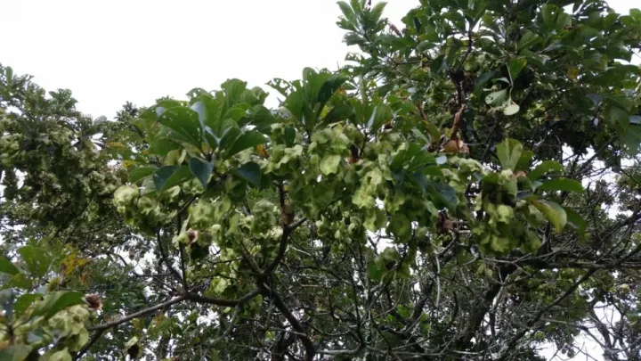 Terminalia sambesiaca