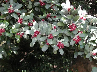 Pittosporum abyssinicum