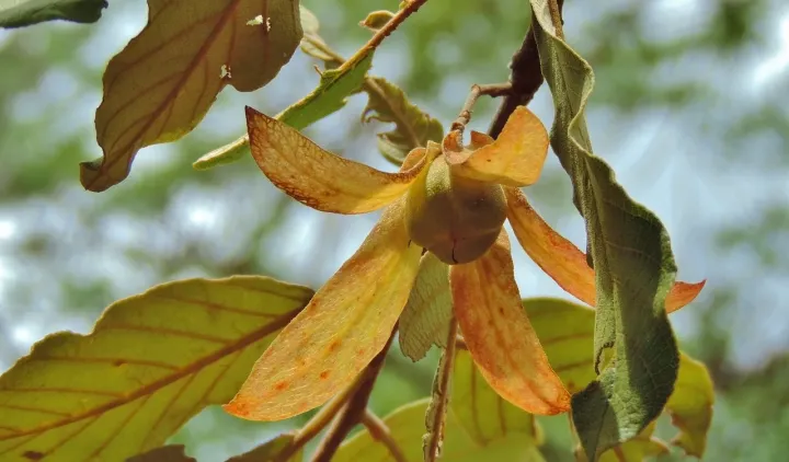 Monotes engleri