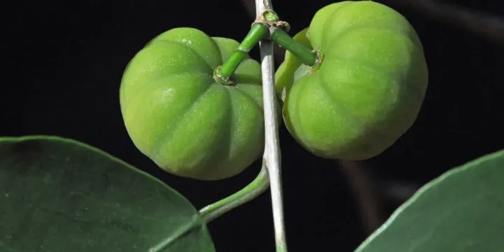 Heywoodia lucens