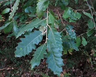 Fontanes oak