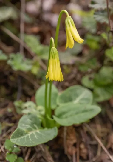 Bryocarpum himalaicum