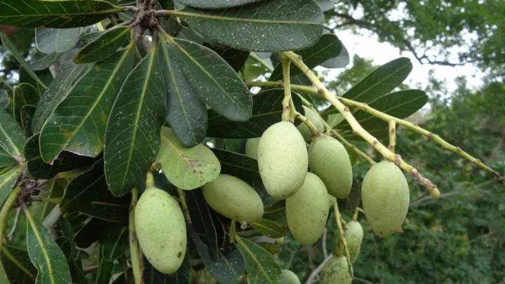 Mangifera zeylanica