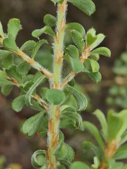 Hairy Bush Pea