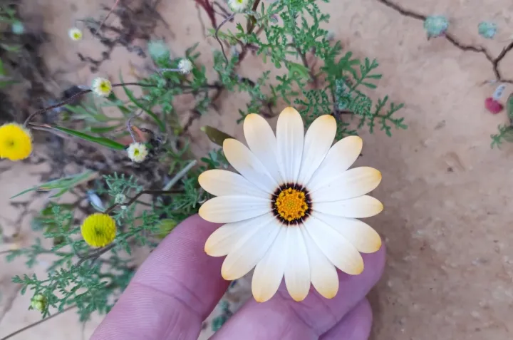 Osteospermum pinnatum