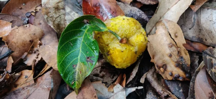 Artocarpus gomezianus