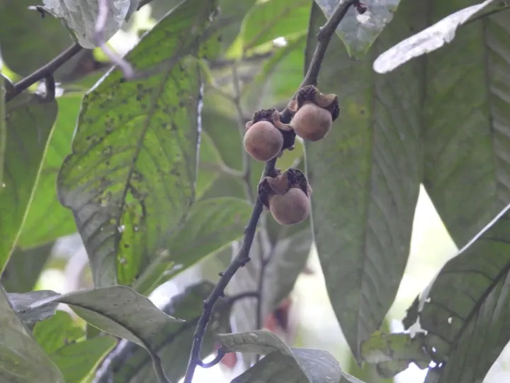 Wallich persimmon