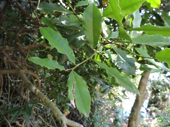 Zollernia ilicifolia