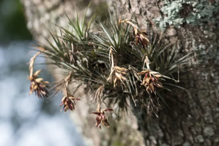 Air plant