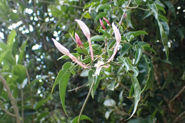 Pink jasmine