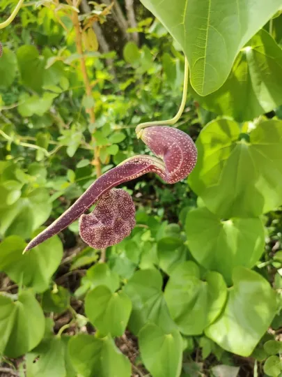 Brazilian Dutchman's pipe