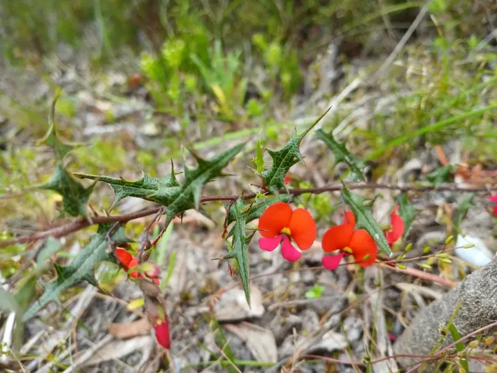 Chorizema ilicifolium