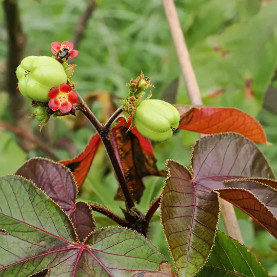 Bellyache bush