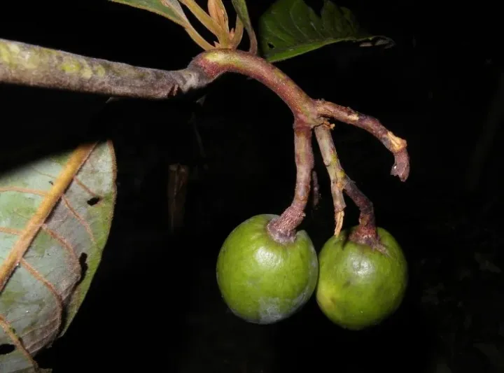 Beilschmiedia velutina
