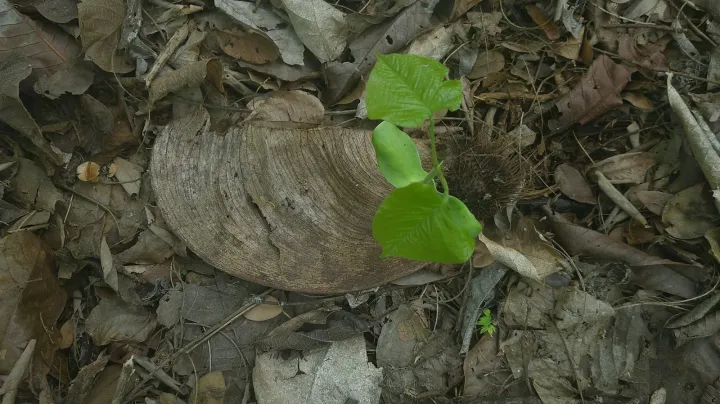 Centrolobium ochroxylum