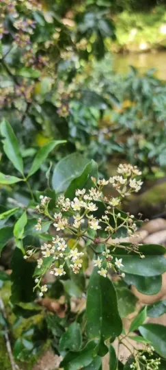 Ceratopetalum succirubrum