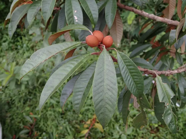 Chrysophyllum boivinianum