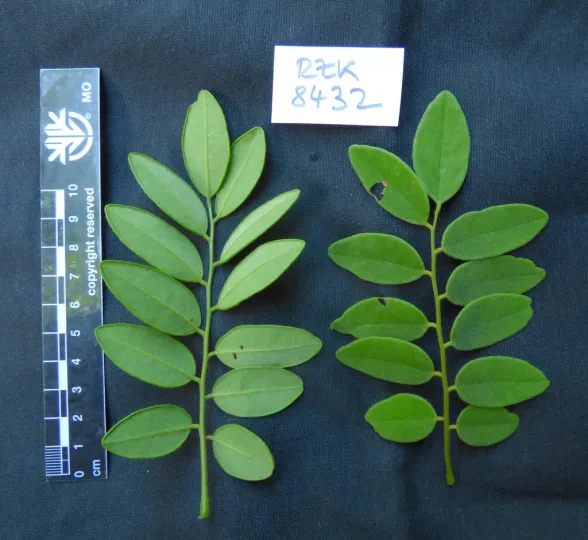Dalbergia greveana
