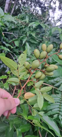 Dialium guianense