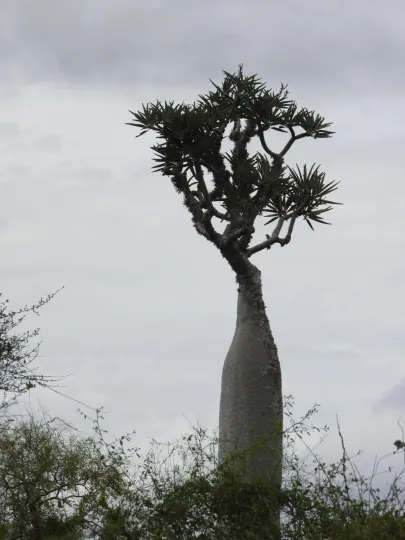 Pachypodium mikea