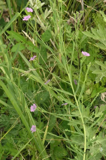 Steller's flax