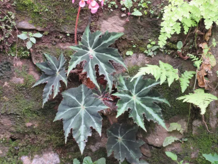Heracleifolia begonia