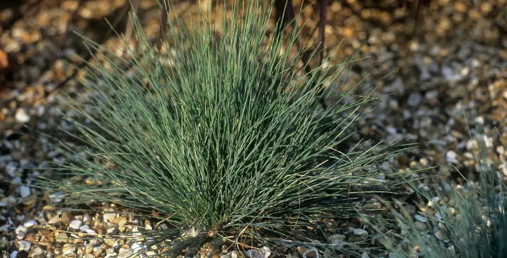 Corsican fescue