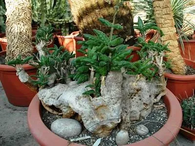 Cibirhiza albersiana