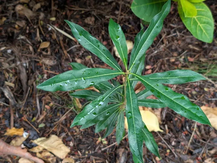 Pittosporum pentandrum