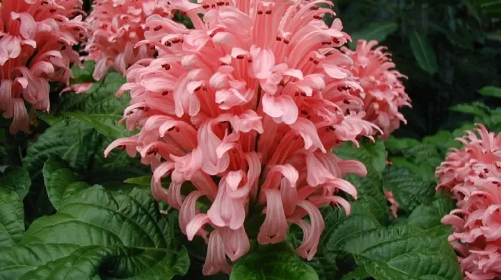 Justicia pictifolia