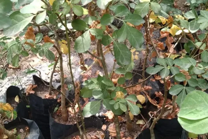 Commiphora stocksiana