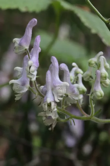 White-violet monkshood