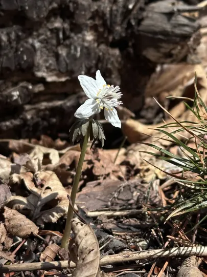 Eranthis stellata