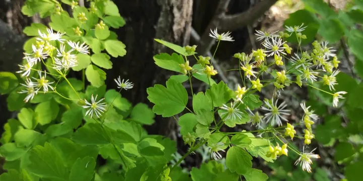 Baikal meadow-rue