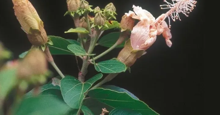 Floccose hibiscus