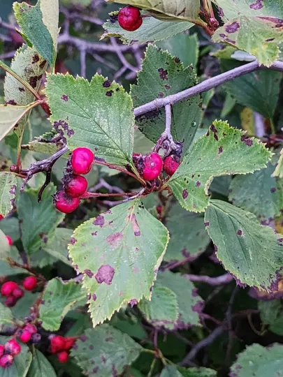 Crataegus scabrida