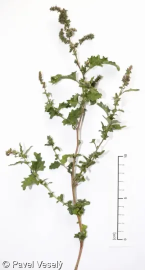 Tornabene saltbush