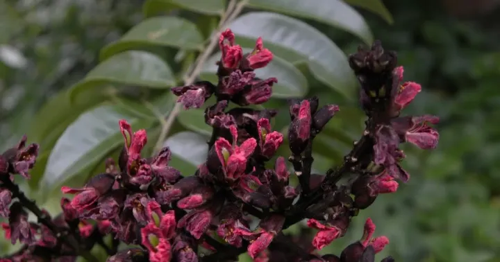 Luetzelburgia guaissara