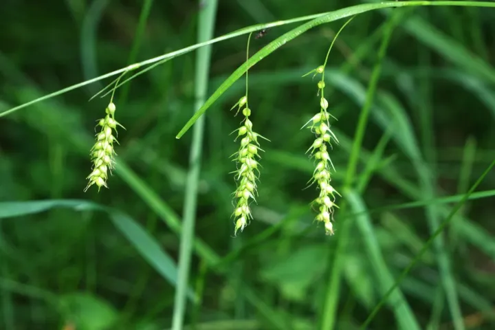 Arnell's sedge