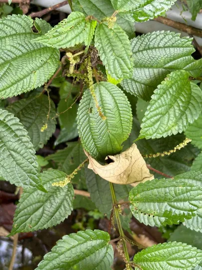 Boehmeria sieboldiana