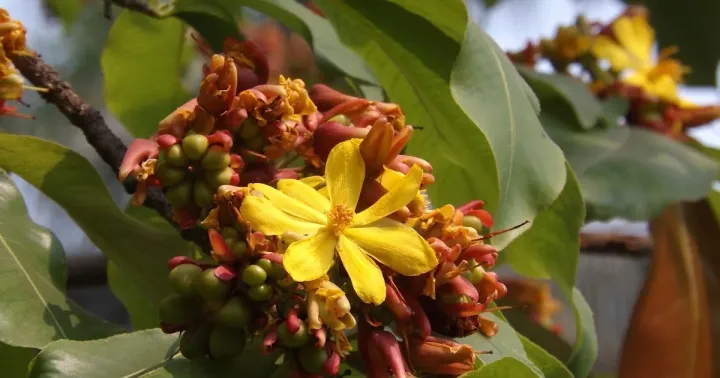 Ochna jabotapita
