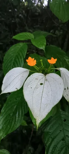 Mussaenda frondosa