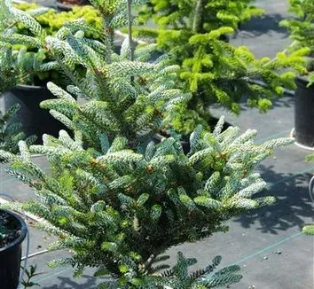 Fir hybrids